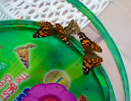 Teaching the Butterfly Life Cycle to Children